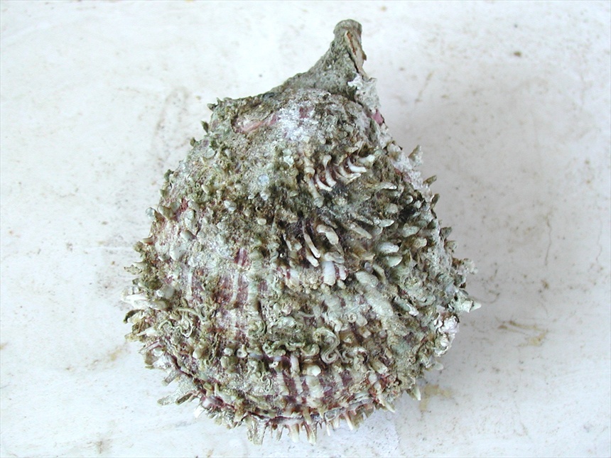 Spondylus spinosus